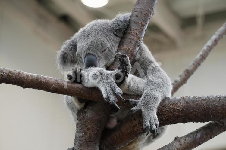 ユーカリの木の上のコアラ コアラ,オーストラリア,平川動物園の写真素材