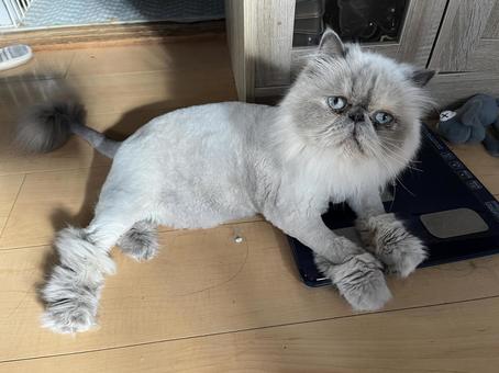 サマーカット サマーカットの写真