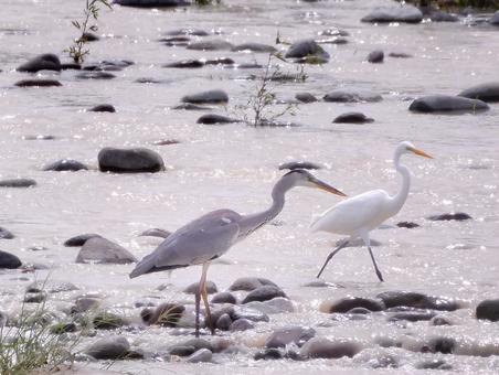 仲良しのアオサギとシラサギ 仲良しのアオサギとシラサギの写真