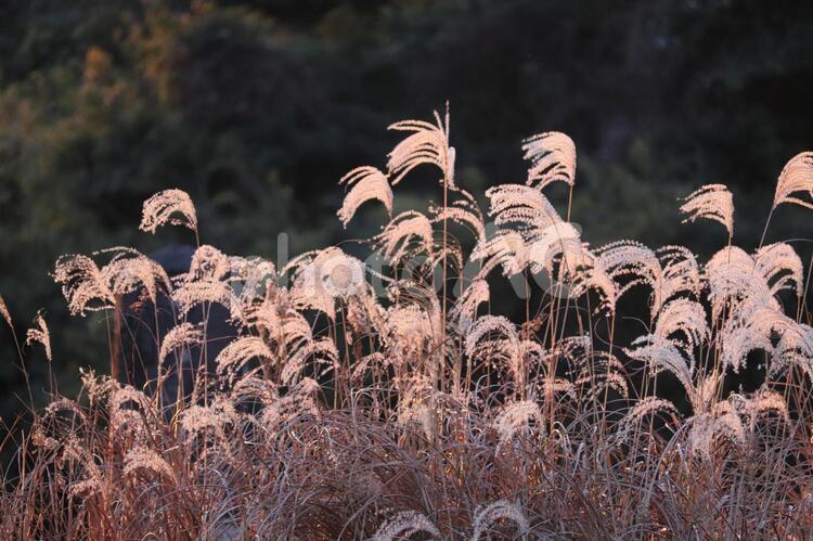 夕暮れに染まるすすき 植物,すすき,秋の写真素材