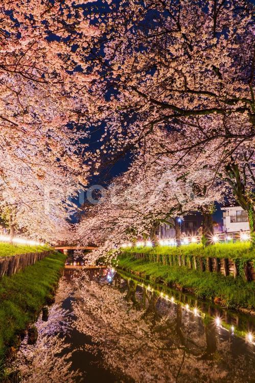 満開の川越の夜桜 枝,背景,ボケ味の写真素材