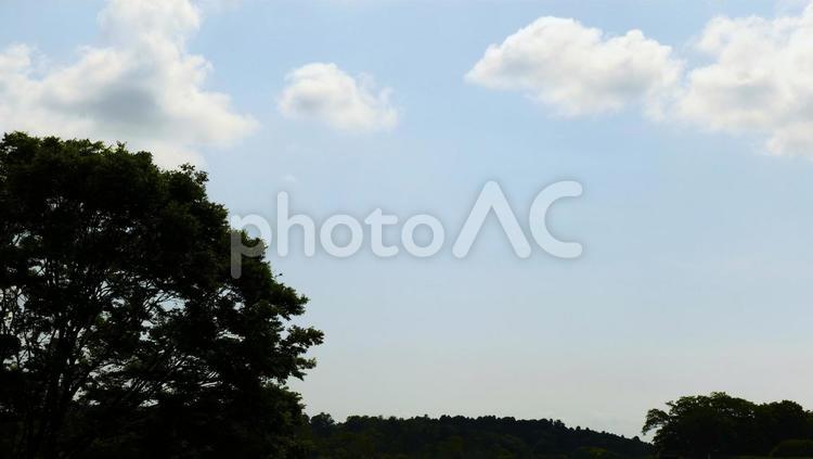 青空と大木 大木,青空,あおぞらの写真素材