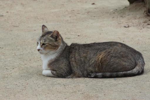 ねこ ねこ のらねこ,にゃんこ,可愛いの写真素材