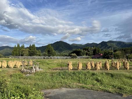 田んぼ 天日干し1 田んぼ 天日干し1の写真