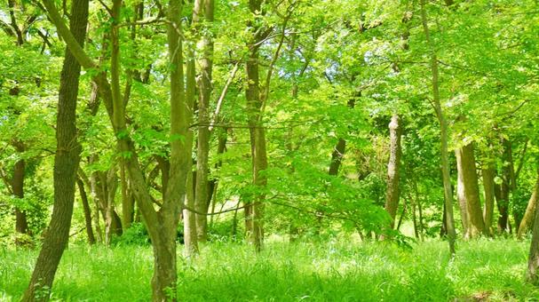 新緑の森と自然の風景|春の爽やかな林 新緑の森と自然の風景|春の爽やかな林 森,自然,林の写真素材
