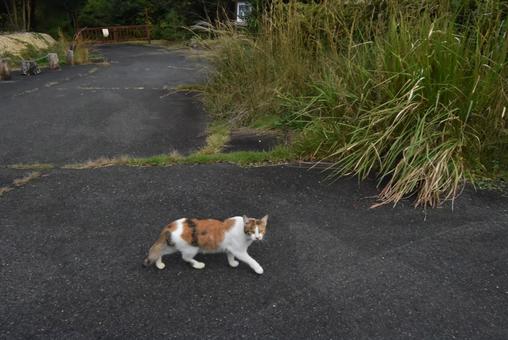 三毛猫 猫,道,三毛猫の写真素材