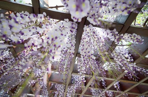 藤の花 藤の花,藤,花の写真素材