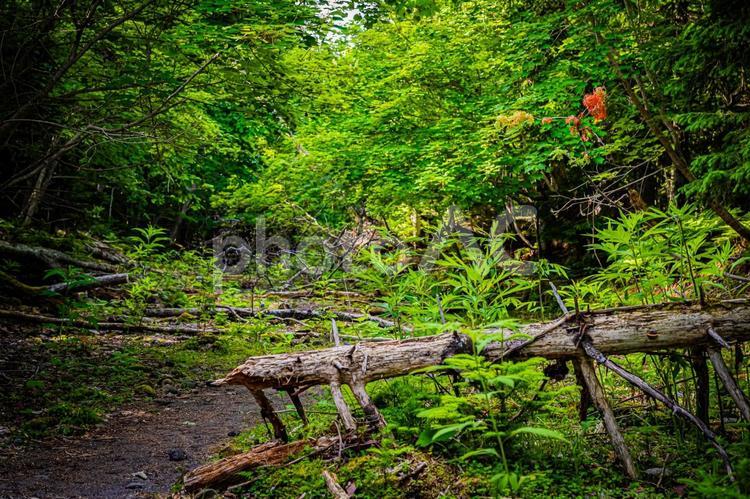 北海道　支笏湖　苔の回廊 北海道,hokkaido,支笏湖の写真素材