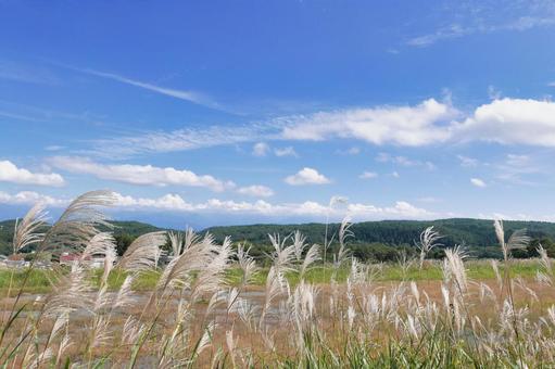 秋空とススキの穂 秋空とススキの穂 すすき,秋,ススキの穂の写真素材