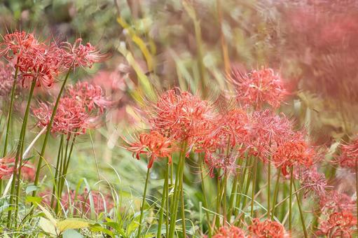 秋の草むらに広がる幻想的な彼岸花 秋の草むらに広がる幻想的な彼岸花 彼岸花,曼珠沙華,花の写真素材