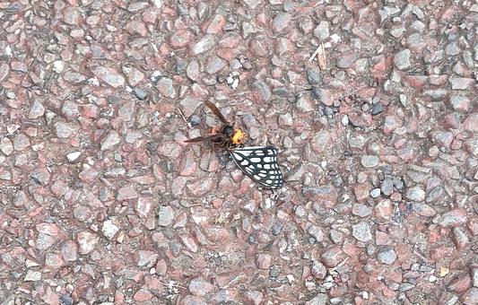捕食 公園,スズメバチ,hornetの写真素材