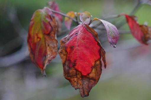 晩秋 晩秋,葉,紅色の写真素材