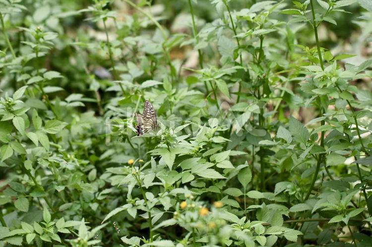 野草の中でいるアゲハチョウ アゲハチョウ,蝶,チョウの写真素材