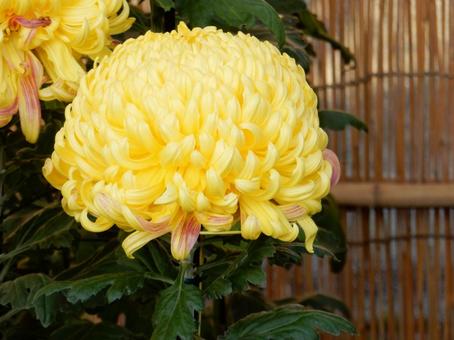 【風景写真】福山菊花展覧会の風景 キク,菊,菊花展の写真素材