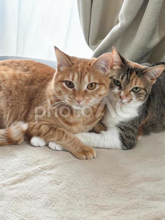 ツーショットきょうだい猫 ツーショット,仲良し,チャトラの写真素材