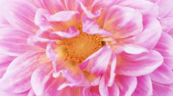 ふんわり咲くピンクダリアの柔光マクロ ダリア,花,ピンクの写真素材