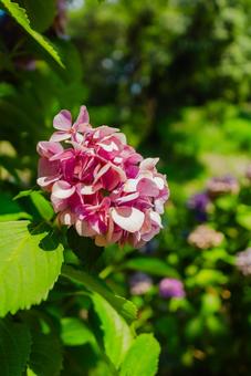 [Wakayama] Hydrangeas at Wakayama Castle 2025, JPG