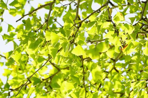 イチョウの写真