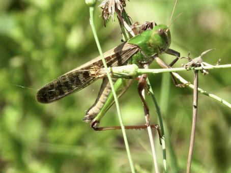 Grasshopper clinging to a stem, JPG