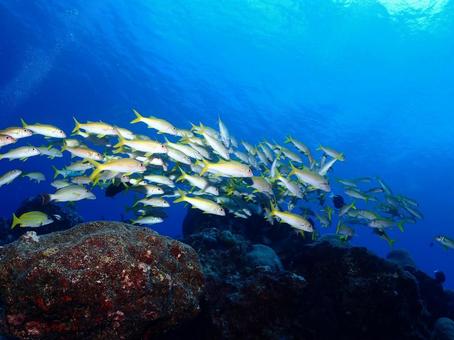 グアムの海の魚の群れ グアムの海の魚の群れ 魚の群れ,魚群,魚の写真素材