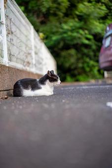 静かに座る野良猫 猫,野良猫,ぶち猫の写真素材