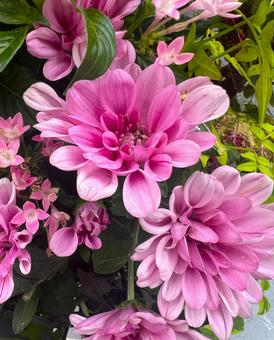 ピンクのマム ピンクのマム マム,キク,花の写真素材