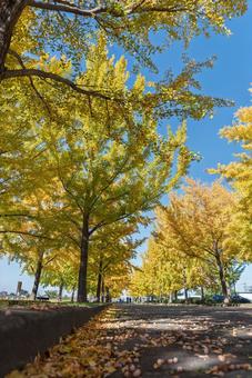 快晴の日の加須はなさき公園のイチョウ並木 イチョウ,銀杏,秋の写真素材