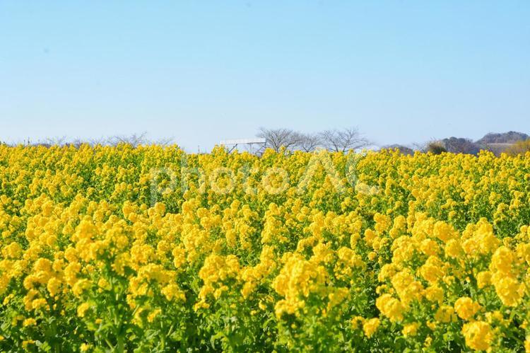 満開の菜の花畑 菜の花,菜の花畑,黄色の写真素材