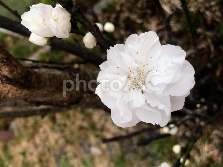 4月の花【2】 花,4月,白い花の写真素材
