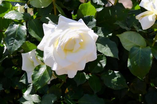 薔薇 マダムサチ 薔薇 マダムサチの写真