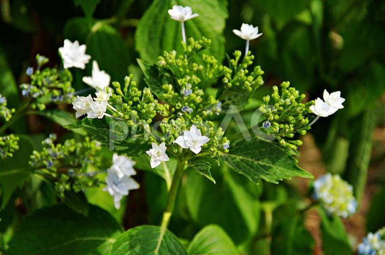 アジサイの季節 アジサイ,スミダノハナビ,紫陽花の写真素材