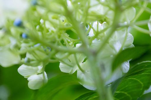 館山真野寺の白い紫陽花と緑の茎 館山真野寺の白い紫陽花と緑の茎の写真
