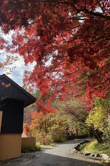 紅葉の道 紅葉の道の写真