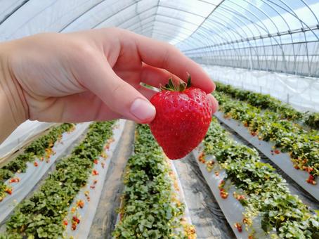 いちご狩りの季節 いちご狩り,苺,果物狩りの写真素材