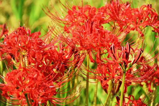Red spider lily, JPG Red spider lily, JPG