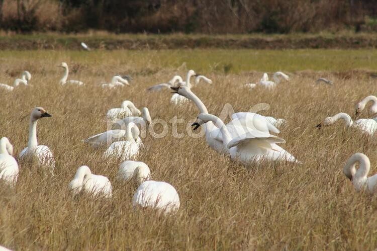 枯れ草の中にいるコハクチョウの群れです コハクチョウ,渡り鳥,冬の写真素材