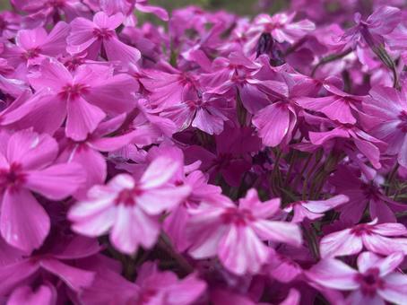 Moss Phlox, JPG Moss Phlox, JPG