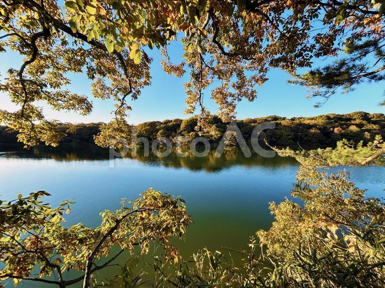 池に反射する木々の風景 池,水面,反射の写真素材