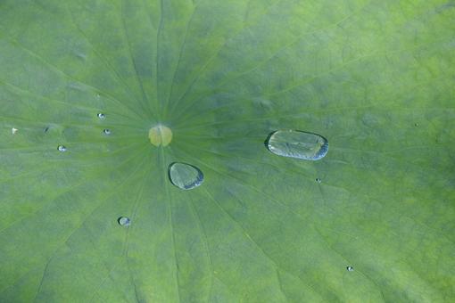 葉の水滴 葉の水滴の写真