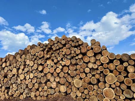 山積みの木材 杉,丸太,山積みの写真素材