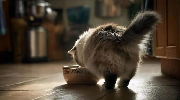 器からごはんを食べる猫・マンチカン・食事 器からごはんを食べる猫・マンチカン・食事の写真