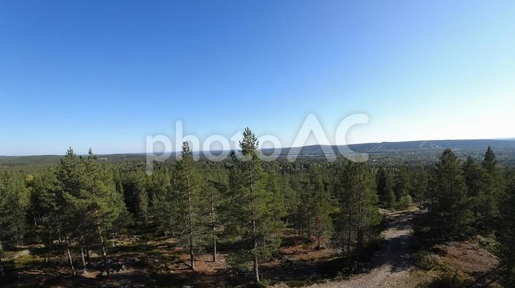 青空と広大な森林 木,自然,太陽の写真素材