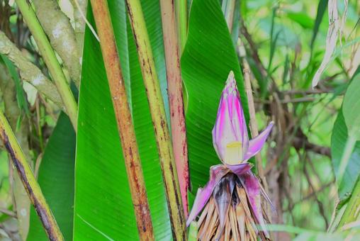 南国感あふれるバナナの花 南国感あふれるバナナの花の写真