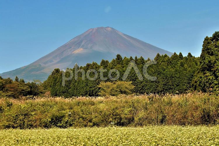 そば畑と富士山 ソバ,そば,そば畑の写真素材