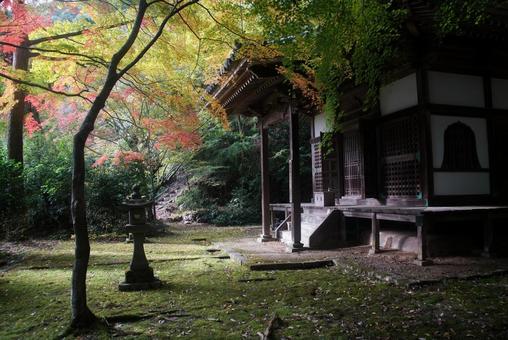 金蔵寺の紅葉 11月,秋,京都の写真素材