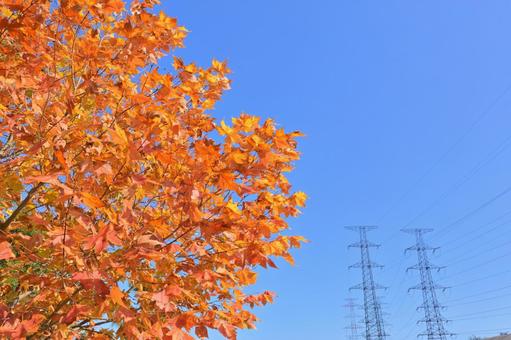 紅葉 2 紅葉 2の写真