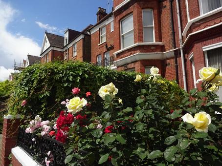 イギリス　住宅街のバラ イギリス,バラ,街並みの写真素材