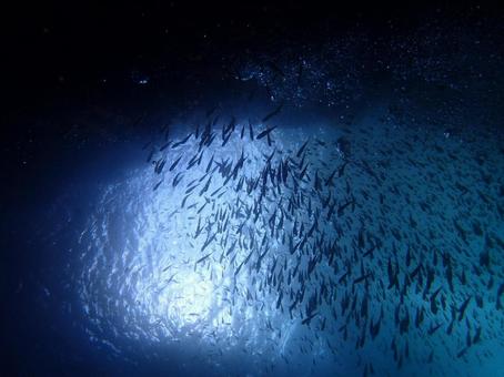 海の中の魚の群れ 海の中の魚の群れ 魚の群れ,魚群,魚影の写真素材