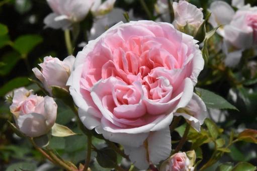 バラ バラの写真