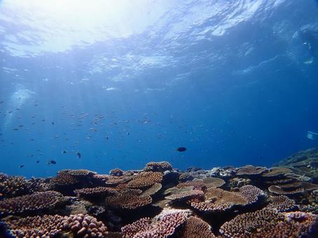 沖縄の海　ダイビング ダイビング,スキューバダイビング,海の写真素材